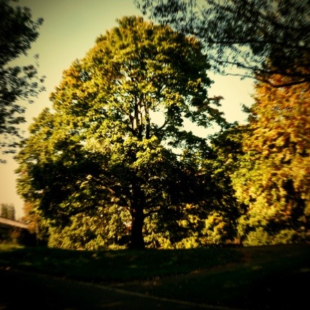 Stromy_u_Orlice2
